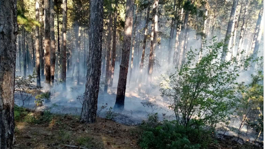 Горски работници и пожарникари овладяха пожар в горски масив над