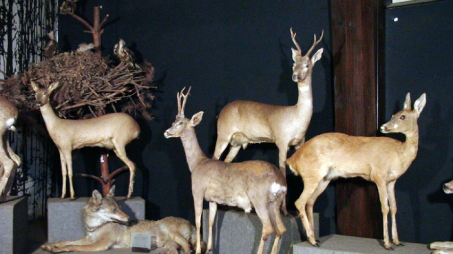 Природонаучният музей в троянското село Черни Осъм отбелязва 50-годишен юбилей