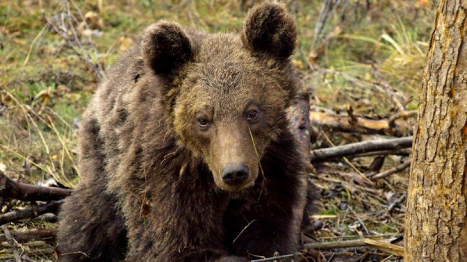 След успешна акция в Габрово, мечката, която беше слязла при