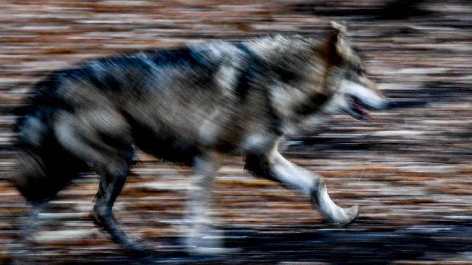 Вълкът от зоопарка в Хасково е избягал през дупка в