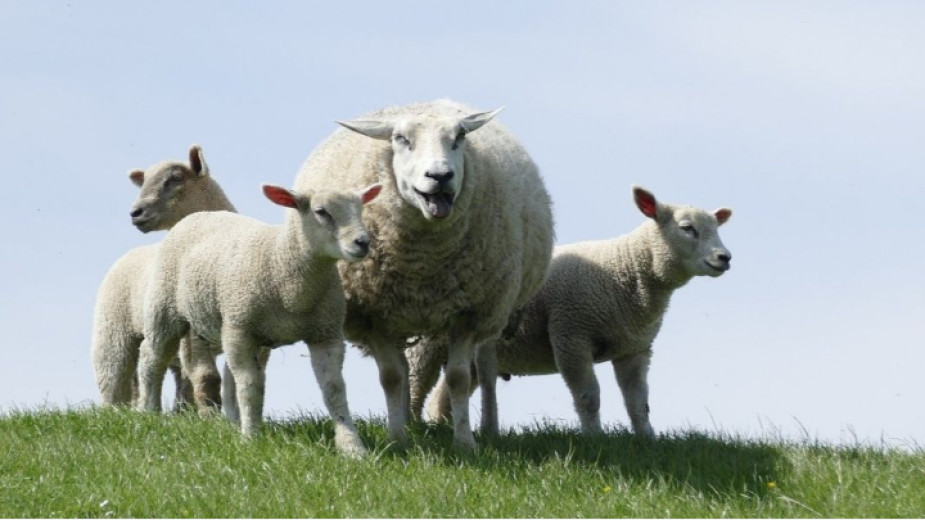 Овцевъдството е традиционен поминък за страната ни. Какво е състоянието