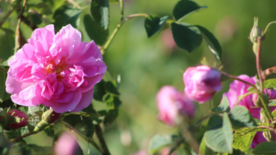 145 рози по повод 145-та годишнина от Априлската епопея ще