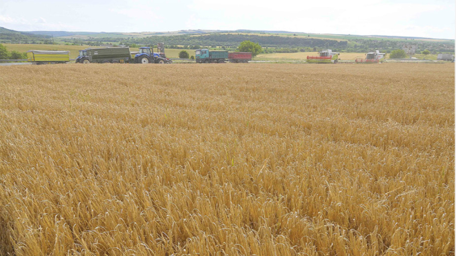 Значително по-високи добиви, отчитат зърнопроизводителите в Ямболска област, в сравнение
