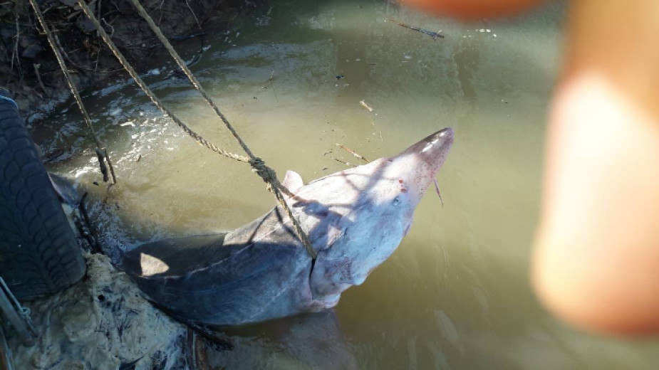 200-килограмова моруна, заловена от бракониери в района на Силистра