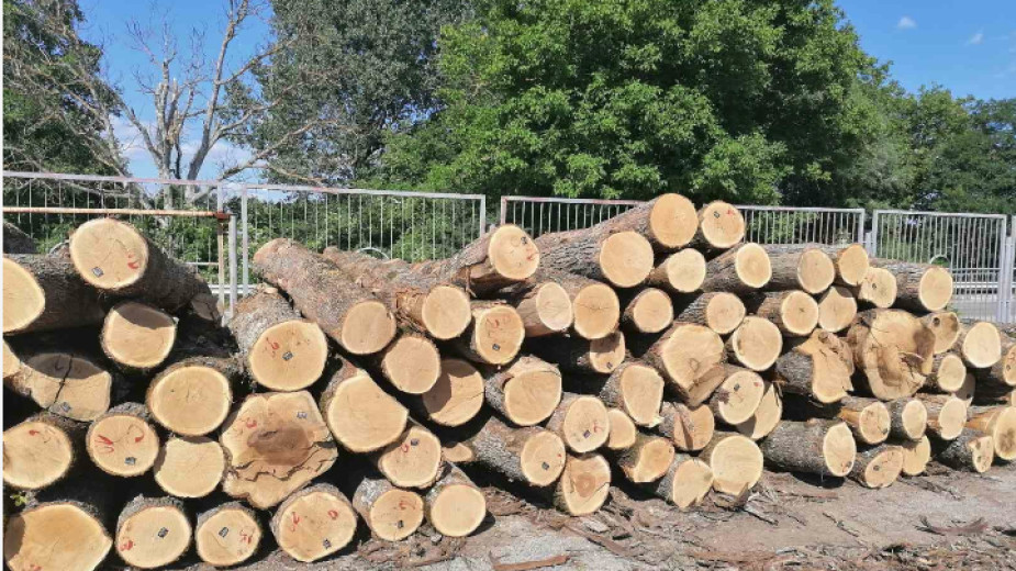 Несъответствия във вида дървесина, съхранявана във временен склад на територията