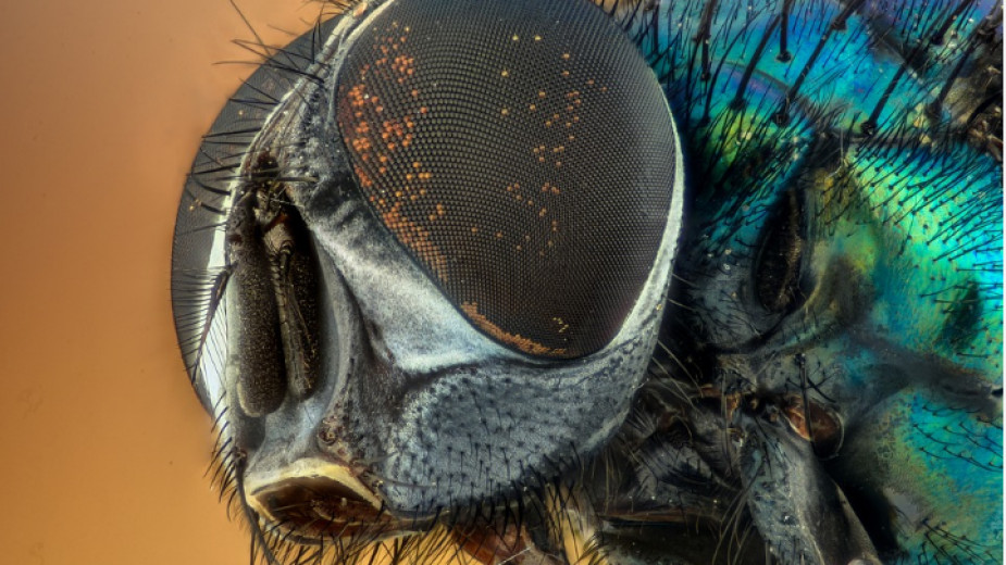Гад“ и гнус“ – така често се определят насекомите от