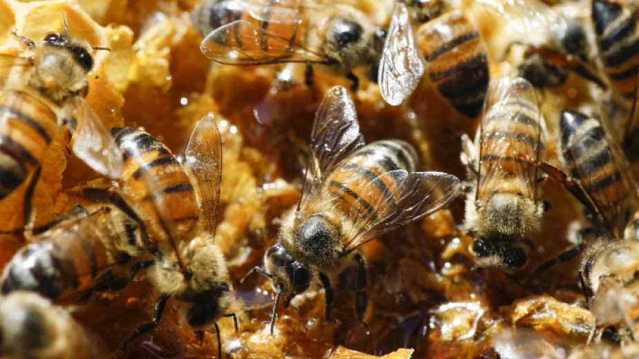 Добра новина - пчелите няма да измрат! Лошата новина е,