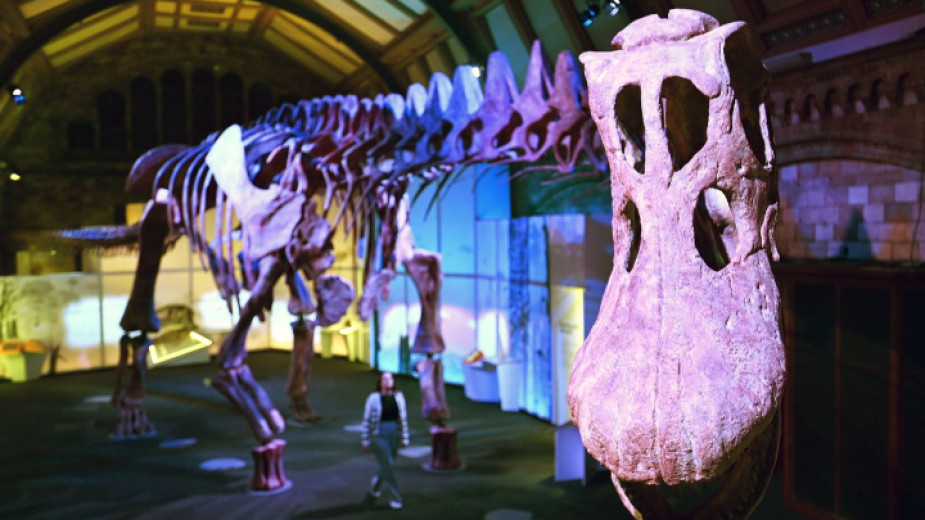 Природонаучният музей в Лондон стана домакин на рядък експонат -