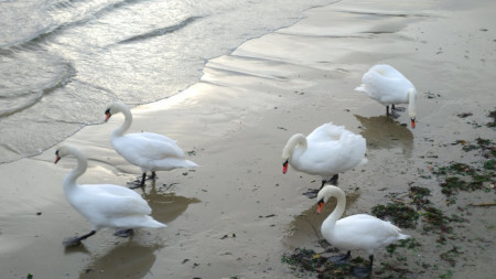 Лебеди във Варна