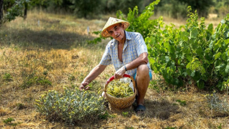 Киро Проданов по време на беритба