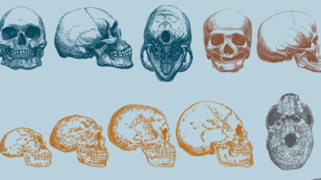 Еволюция на човешкия череп