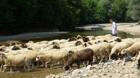 Овцевъдите в България са възмутени от средствата които държавата определи
