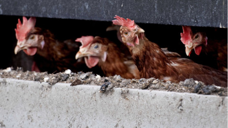 Унищожените от птичи грип кокошки няма да бъдат загробвани край