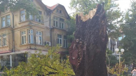 Паднало дърво в Кюстендил