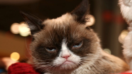 Сърдитата котка Гръмпи, един от най-използваните образи в онлайн миймовете, почина в средата на май. Преди това направи стопанката си мултимилионер.