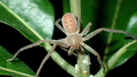 Новооткрит вид паяк ловец на остров Мадагаскар е наречен Thunberga greta