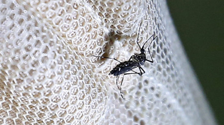 Вирусът на западнонилската треска обикновено се пренася от комари.