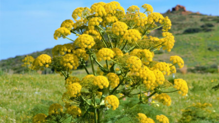 Ферула е вид цъфтящо растение, предложено като кандидат за легендарния силфиум. Расте в района на Адана, Турция.