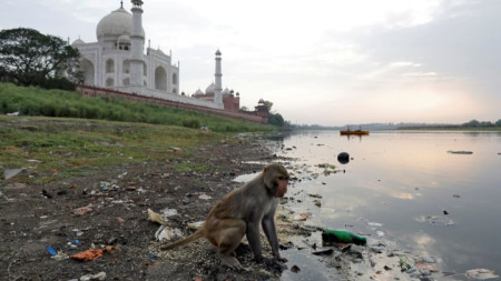 Маймуни често бродят из комплекса Тадж Махал в Северна Индия, а напоследък те нападали и туристи. 
