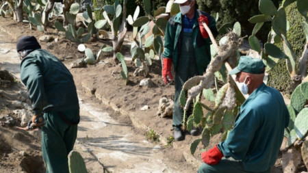 Работници изнасят кактусите и сукулентите на открито
