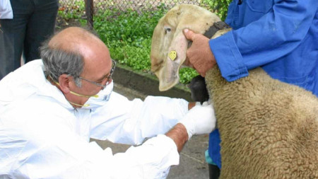 В стадото имало болни от бруцелоза животни, но собственикът не пускал в обекта ветеринарните специалисти. 