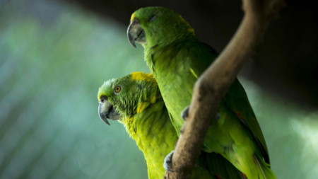Папагали в Националния зоопарк в Манагуа