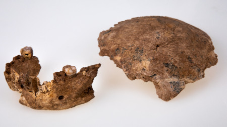 Израелски изследователи са открили кости принадлежащи на нов тип праисторически
