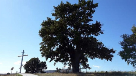 350 годишният летен дъб край село Студена спечели първото