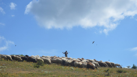 Стадо от почти изчезналата у нас каракачанска овца в района на адаптационната волиера на белия лешояд в ПП 