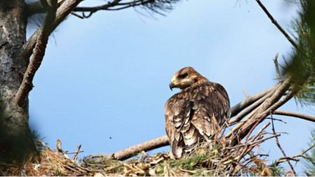 Царският орел е сред застрашените от бракониерите  видове.