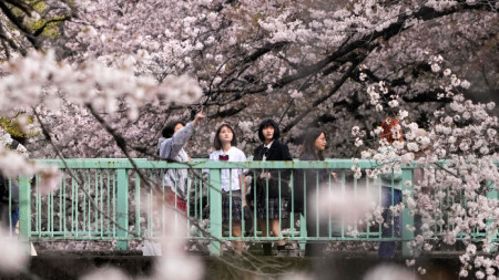Цъфнали вишни в Токио, Япония, 29 март 2023 г.