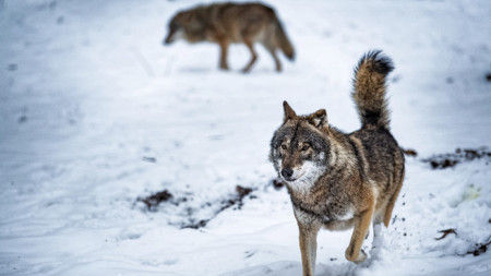 Авторите на изследването са стигнали до извода, че вълците по природа са склонни да работят 
