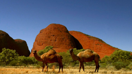 Диви камили в Австралия