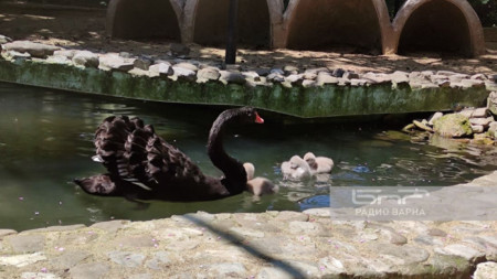 Двойката черни лебеди Ромео и Жулиета вече имат поколение съобщи
