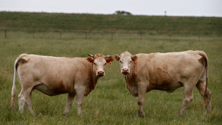 Крави пасат в Гън Беръл сити в Тексас.