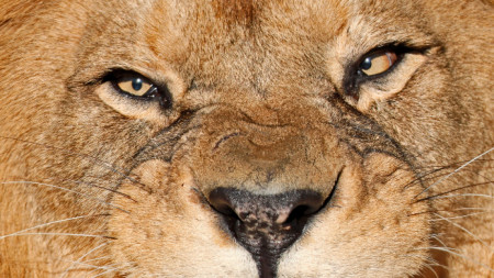 Снимката е илюстративна, лъв  Panthera leo persica 