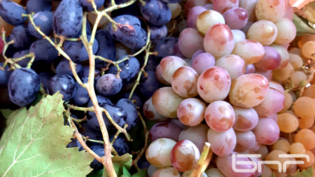 В Плевен учени подготвят селекционирането на шест нови сорта грозде