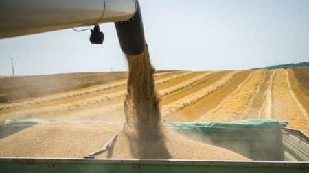 С 55 процента са по високи средните добиви от пшеница спрямо