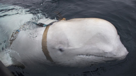 Сбруята, която носел китът-белуга, имал държател на GoPro камера и етикет, сочещ като източник Санкт Петербург.