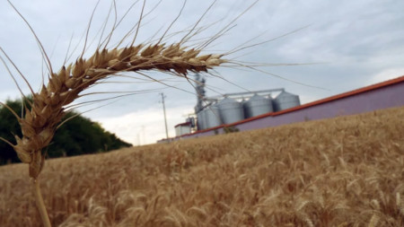 По високи цени на пшеницата регистрират земеделските стопани от Добруджа В