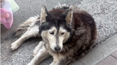 Прегазеното куче Мая