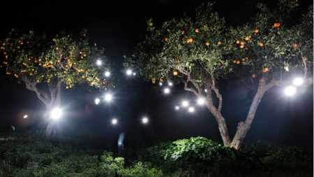 Боряна Венциславова, „Призрачни светлини“ (Оранжева градина Андрач), 2021, фотография