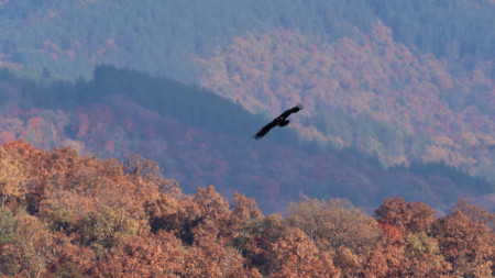 Черни лешояди вече кръжат на свобода в българското родопско небе
