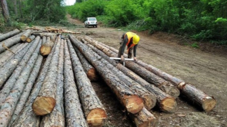 Агенцията по горите сигнализира МВР и прокуратурата за установени при