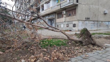 Изкоренено дърво от бурята в Сливен