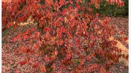 Есен - райски плод и цвят