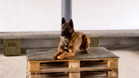Полицейското куче Роки от Берковица 