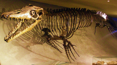 Скелет на мозазавър в музея в Маастрихт