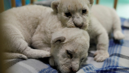 Две бели лъвчета мъжко и женско са се родили