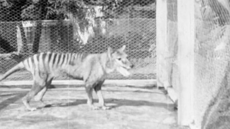 Последният тасманийски тигър умира в зоологическата градина на Хобарт, столицата на Тасмания, през 1936 г.